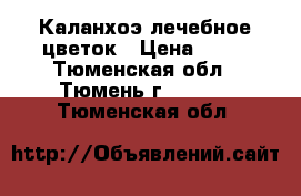 Каланхоэ лечебное цветок › Цена ­ 15 - Тюменская обл., Тюмень г.  »    . Тюменская обл.